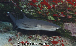 White-tip reef shark at Molokini Crator, Maui. Shot with ... by Lee Newman 